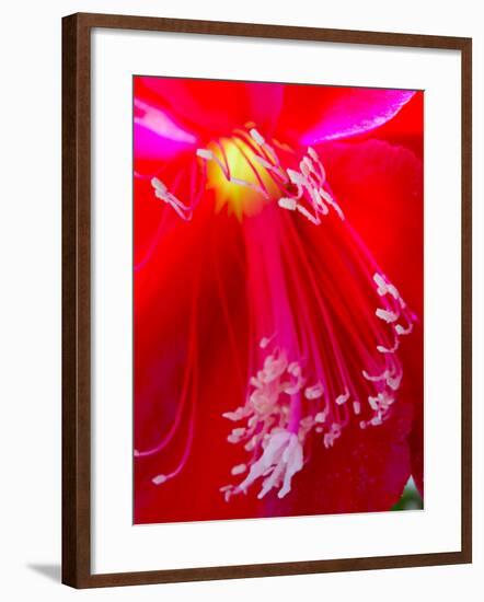 Red Flower Closeup-Charles Bowman-Framed Photographic Print