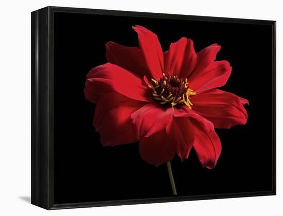 Red Flower on Black 01-Tom Quartermaine-Framed Premier Image Canvas