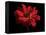 Red Flower on Black 01-Tom Quartermaine-Framed Premier Image Canvas