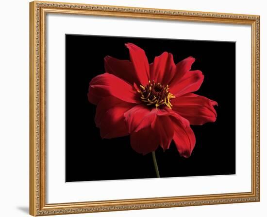 Red Flower on Black 01-Tom Quartermaine-Framed Giclee Print