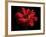 Red Flower on Black 01-Tom Quartermaine-Framed Giclee Print