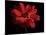 Red Flower on Black 01-Tom Quartermaine-Mounted Giclee Print