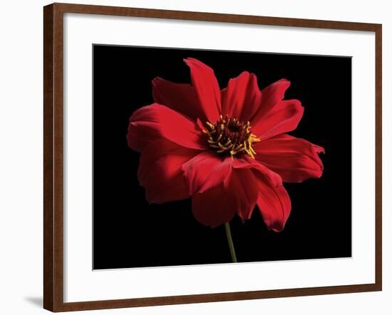 Red Flower on Black 01-Tom Quartermaine-Framed Giclee Print