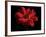 Red Flower on Black 01-Tom Quartermaine-Framed Giclee Print