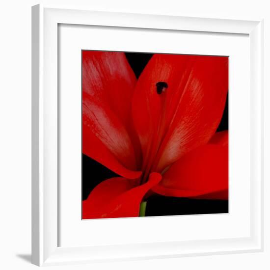 Red Flower on Black 03-Tom Quartermaine-Framed Giclee Print