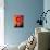 Red Flower, Stockholm, Sweden-null-Photographic Print displayed on a wall