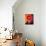 Red Flower, Stockholm, Sweden-null-Photographic Print displayed on a wall