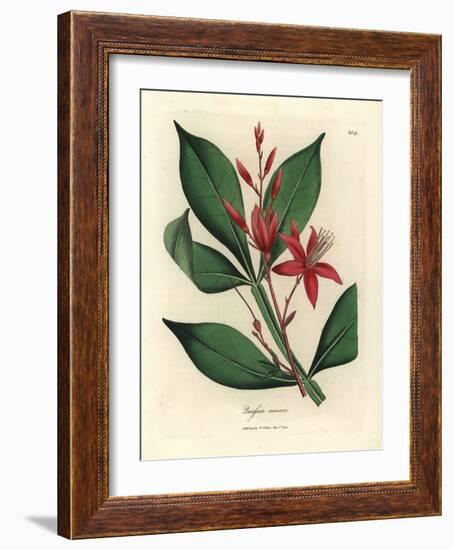 Red Flowered Bitter Quassia, Quassia Amara-James Sowerby-Framed Giclee Print