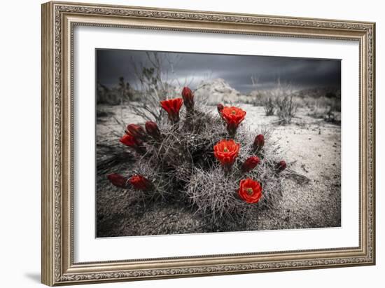 Red Flowers Bloom From A Cactus On The Desert Floor - Joshua Tree National Park-Dan Holz-Framed Photographic Print