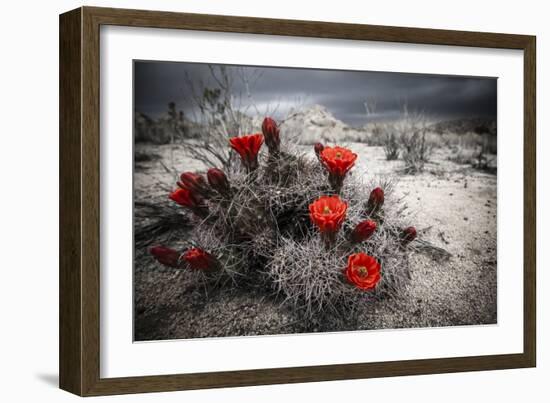 Red Flowers Bloom From A Cactus On The Desert Floor - Joshua Tree National Park-Dan Holz-Framed Photographic Print