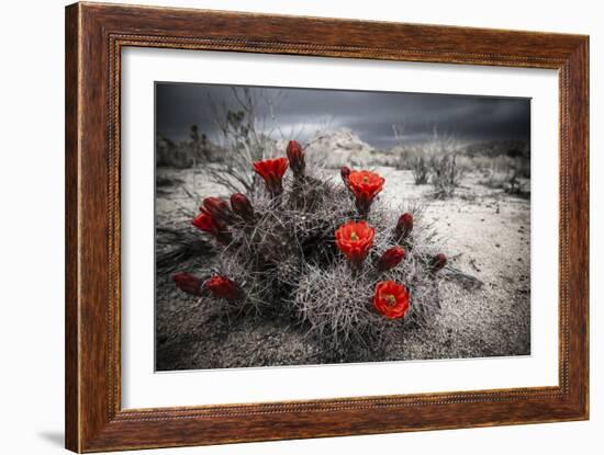 Red Flowers Bloom From A Cactus On The Desert Floor - Joshua Tree National Park-Dan Holz-Framed Photographic Print