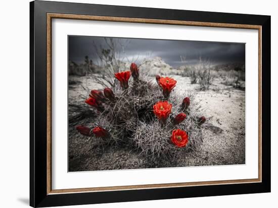 Red Flowers Bloom From A Cactus On The Desert Floor - Joshua Tree National Park-Dan Holz-Framed Photographic Print