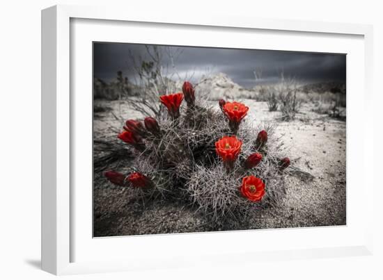 Red Flowers Bloom From A Cactus On The Desert Floor - Joshua Tree National Park-Dan Holz-Framed Photographic Print