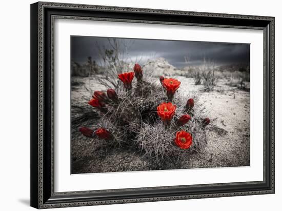 Red Flowers Bloom From A Cactus On The Desert Floor - Joshua Tree National Park-Dan Holz-Framed Photographic Print