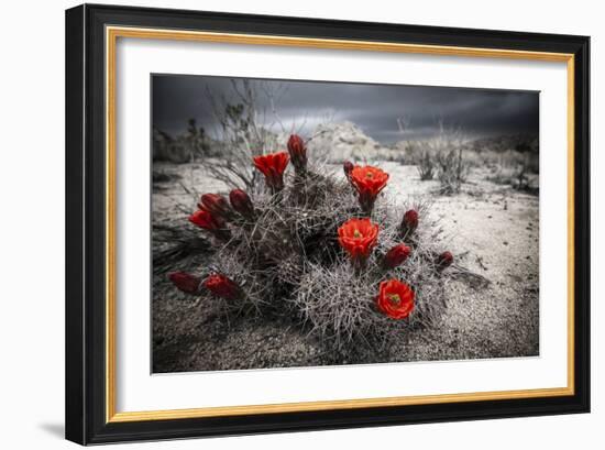 Red Flowers Bloom From A Cactus On The Desert Floor - Joshua Tree National Park-Dan Holz-Framed Photographic Print