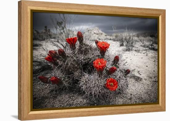 Red Flowers Bloom From A Cactus On The Desert Floor - Joshua Tree National Park-Dan Holz-Framed Premier Image Canvas