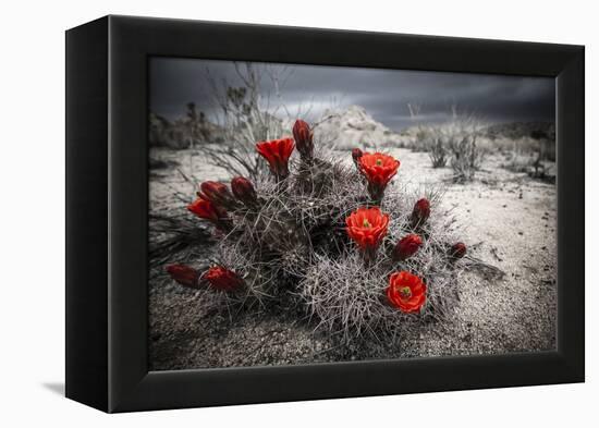 Red Flowers Bloom From A Cactus On The Desert Floor - Joshua Tree National Park-Dan Holz-Framed Premier Image Canvas