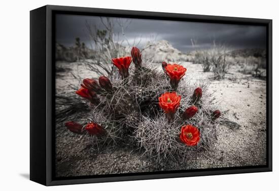 Red Flowers Bloom From A Cactus On The Desert Floor - Joshua Tree National Park-Dan Holz-Framed Premier Image Canvas