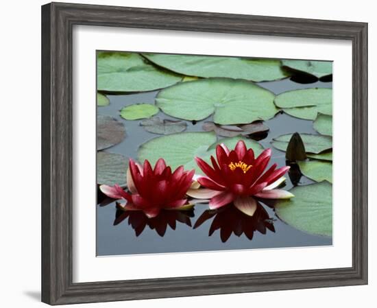 Red Flowers Bloom on Water Lilies in Laurel Lake, South of Bandon, Oregon, USA-Tom Haseltine-Framed Photographic Print