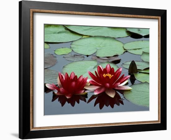 Red Flowers Bloom on Water Lilies in Laurel Lake, South of Bandon, Oregon, USA-Tom Haseltine-Framed Photographic Print