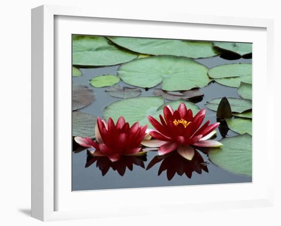 Red Flowers Bloom on Water Lilies in Laurel Lake, South of Bandon, Oregon, USA-Tom Haseltine-Framed Photographic Print