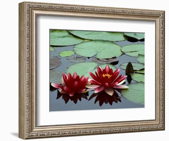 Red Flowers Bloom on Water Lilies in Laurel Lake, South of Bandon, Oregon, USA-Tom Haseltine-Framed Photographic Print