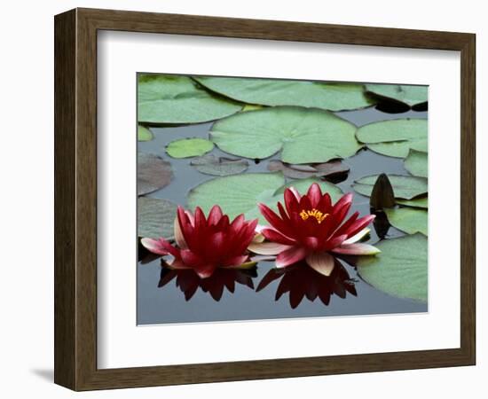 Red Flowers Bloom on Water Lilies in Laurel Lake, South of Bandon, Oregon, USA-Tom Haseltine-Framed Photographic Print