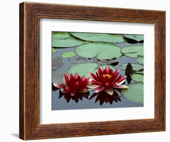 Red Flowers Bloom on Water Lilies in Laurel Lake, South of Bandon, Oregon, USA-Tom Haseltine-Framed Photographic Print