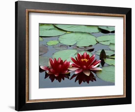 Red Flowers Bloom on Water Lilies in Laurel Lake, South of Bandon, Oregon, USA-Tom Haseltine-Framed Photographic Print