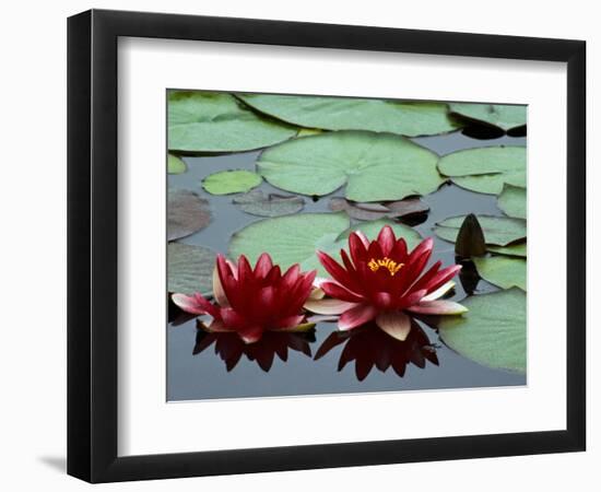 Red Flowers Bloom on Water Lilies in Laurel Lake, South of Bandon, Oregon, USA-Tom Haseltine-Framed Photographic Print