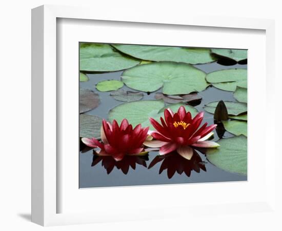 Red Flowers Bloom on Water Lilies in Laurel Lake, South of Bandon, Oregon, USA-Tom Haseltine-Framed Photographic Print