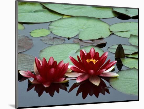 Red Flowers Bloom on Water Lilies in Laurel Lake, South of Bandon, Oregon, USA-Tom Haseltine-Mounted Photographic Print