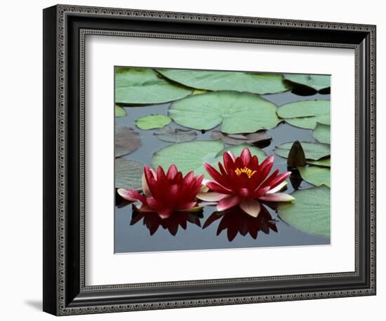 Red Flowers Bloom on Water Lilies in Laurel Lake, South of Bandon, Oregon, USA-Tom Haseltine-Framed Photographic Print