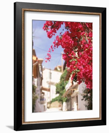 Red Flowers, Epirus, Greece-Walter Bibikow-Framed Photographic Print