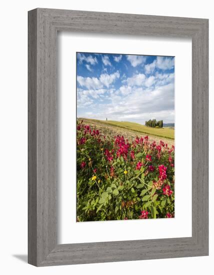 Red flowers frame the gentle green hills of Val d'Orcia, UNESCO World Heritage Site, Province of Si-Roberto Moiola-Framed Photographic Print