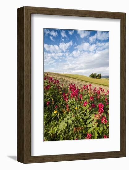 Red flowers frame the gentle green hills of Val d'Orcia, UNESCO World Heritage Site, Province of Si-Roberto Moiola-Framed Photographic Print