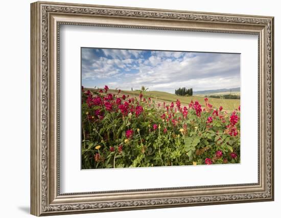 Red flowers frame the gentle green hills of Val d'Orcia, UNESCO World Heritage Site, Province of Si-Roberto Moiola-Framed Photographic Print