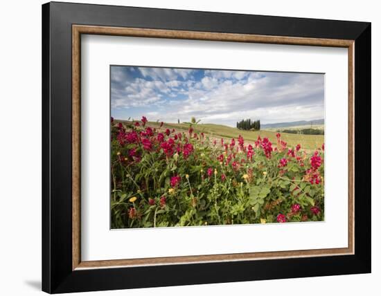 Red flowers frame the gentle green hills of Val d'Orcia, UNESCO World Heritage Site, Province of Si-Roberto Moiola-Framed Photographic Print