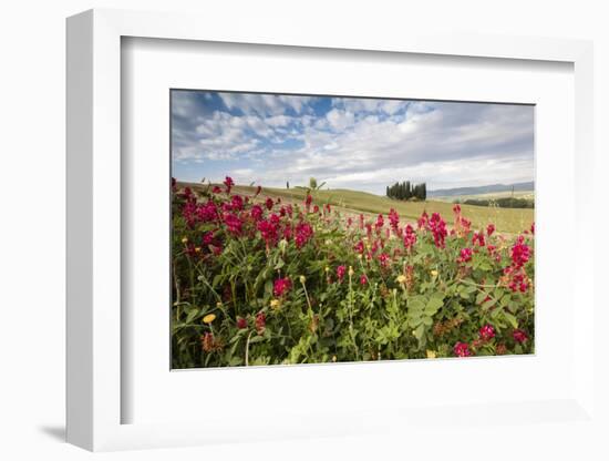 Red flowers frame the gentle green hills of Val d'Orcia, UNESCO World Heritage Site, Province of Si-Roberto Moiola-Framed Photographic Print