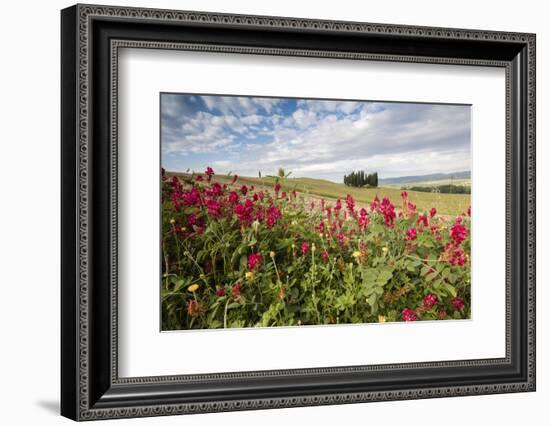 Red flowers frame the gentle green hills of Val d'Orcia, UNESCO World Heritage Site, Province of Si-Roberto Moiola-Framed Photographic Print
