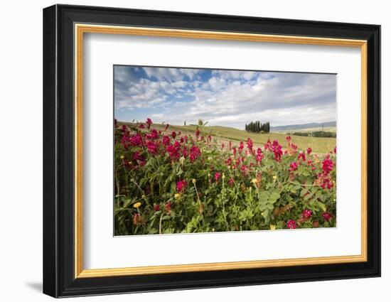 Red flowers frame the gentle green hills of Val d'Orcia, UNESCO World Heritage Site, Province of Si-Roberto Moiola-Framed Photographic Print