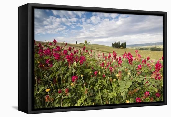 Red flowers frame the gentle green hills of Val d'Orcia, UNESCO World Heritage Site, Province of Si-Roberto Moiola-Framed Premier Image Canvas