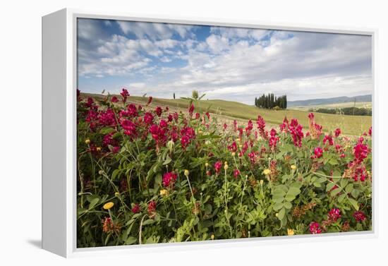 Red flowers frame the gentle green hills of Val d'Orcia, UNESCO World Heritage Site, Province of Si-Roberto Moiola-Framed Premier Image Canvas