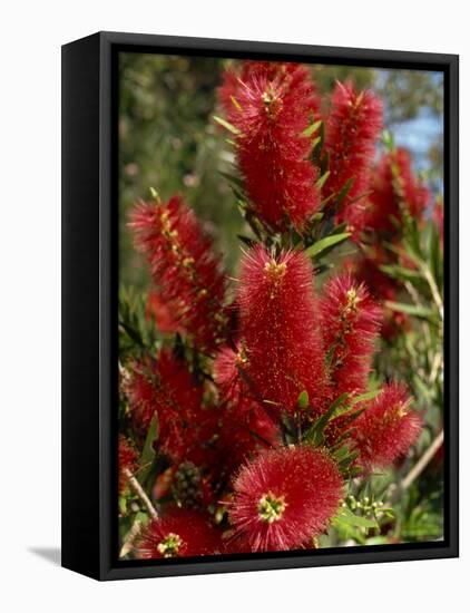 Red Flowers of the Native Bottle Brush Bush, a Wild Flower of Australia, Pacific-Ken Gillham-Framed Premier Image Canvas