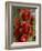 Red Flowers of the Native Bottle Brush Bush, a Wild Flower of Australia, Pacific-Ken Gillham-Framed Photographic Print