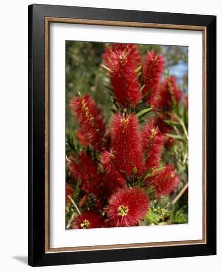 Red Flowers of the Native Bottle Brush Bush, a Wild Flower of Australia, Pacific-Ken Gillham-Framed Photographic Print