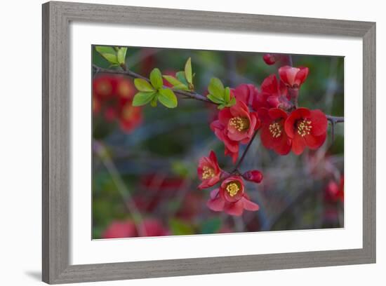 Red Flowers on a Branch-Anna Miller-Framed Photographic Print