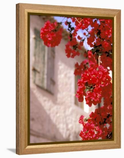 Red Flowers on Main Street, Kardamyli, Messina, Peloponnese, Greece-Walter Bibikow-Framed Premier Image Canvas