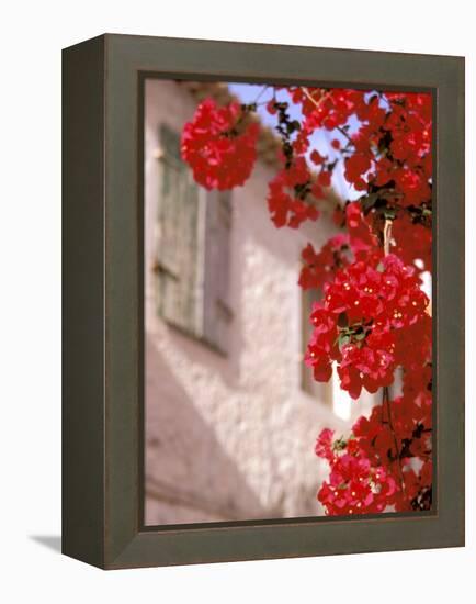 Red Flowers on Main Street, Kardamyli, Messina, Peloponnese, Greece-Walter Bibikow-Framed Premier Image Canvas