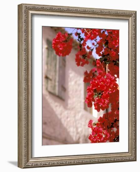 Red Flowers on Main Street, Kardamyli, Messina, Peloponnese, Greece-Walter Bibikow-Framed Photographic Print